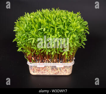 Grün sprießt essbare Pflanzen. microgreens Ernährung Stockfoto