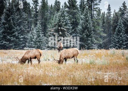 Elche mit großen Hörnern unter schweren Schnee in der Nähe von Banff National Park, Kanada. Stockfoto