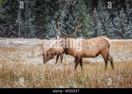 Elche mit großen Hörnern unter schweren Schnee in der Nähe von Banff National Park, Kanada. Stockfoto