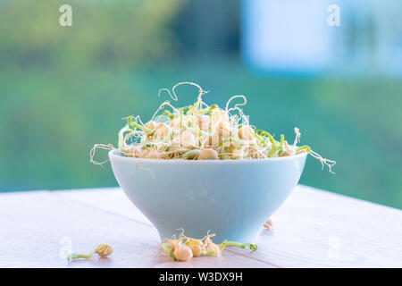 Die gekeimten Samen für Salat. Samen für Salat Sprossen Stockfoto