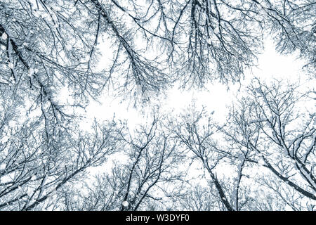 Schnee oben Bäume, Winter Bäume Krone. Stockfoto