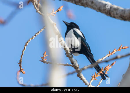 Eurasian magpie auf einem Zweig, gemeinsame Magpie (Pica Pica) Stockfoto
