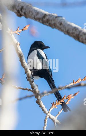 Eurasian magpie auf einem Zweig, gemeinsame Magpie (Pica Pica) Stockfoto