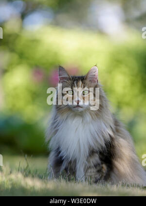 Das Porträt einer wunderschönen schildpatt Norwegische Waldkatze Stockfoto