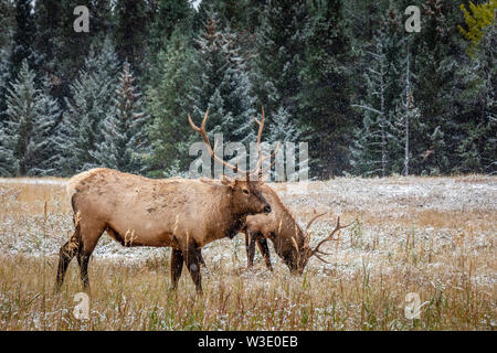 Elche mit großen Hörnern unter schweren Schnee in der Nähe von Banff National Park, Kanada. Stockfoto