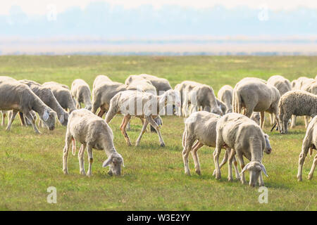 Herde Schafe, Schafe auf dem Feld Stockfoto