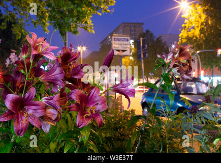 Nasse rosa Lilien Nacht nach Regen urban Stockfoto