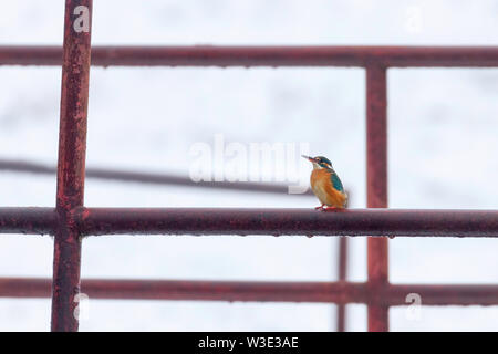 Eisvögel (Alcedo atthis) Kingfisher sitzen auf einem Zaun Stockfoto