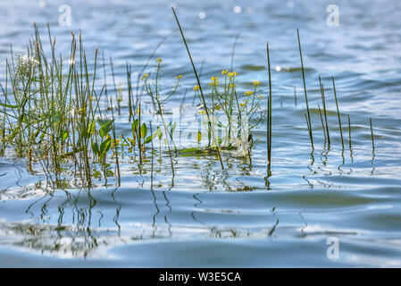 Schönen gelben Wasserblumen Amber Amphibien (Rorippa Amphibia) mit grünen Blätter und Gras auf den Wellen im Wasser des Sees Stockfoto