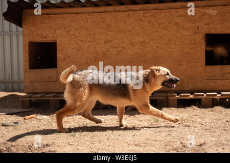 Foto Seite von Ingwer Hund in der Nähe von Holz- stand im Hof im Sommer Stockfoto