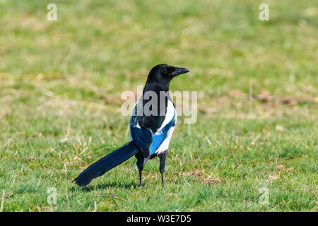 Elster auf dem Boden sind, Gemeinsame magpie (Pica Pica) Stockfoto