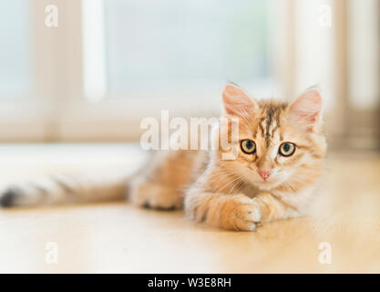 Junge flauschige süßen roten Kätzchen auf dem Boden im Hintergrund liegt. Reinrassige Sibirische Katze. Katze an Kamera suchen Stockfoto