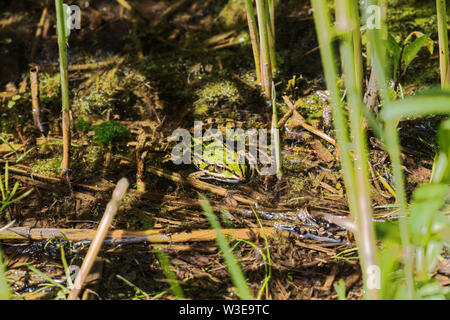 Wasserfrosch versteckt zwischen der Reed in der Plateaus-Hageven finden Stockfoto