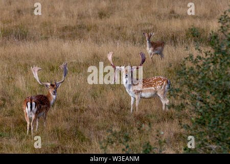 Männlichen Damwild Shedding die Velvet auf ihre Geweihe, die zu Blutungen Geweih Stockfoto