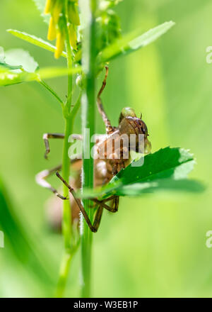 Leere dragonfly Rechtssache Laval Stockfoto