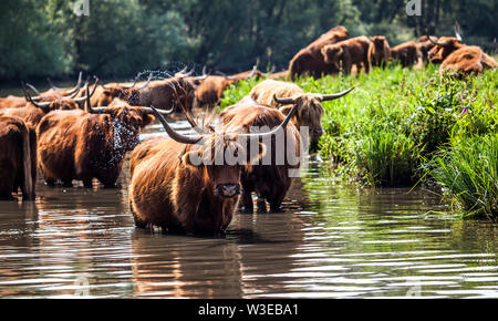 Von Highland Rinder Kühe stehen in den Gewässern der Biesbosch Stockfoto