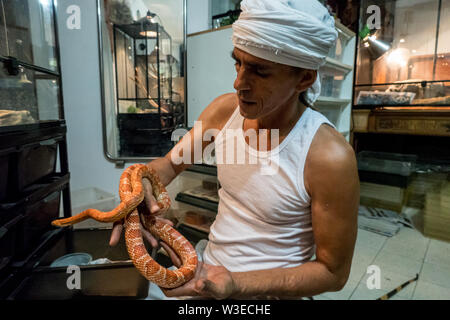 Karmei Yosef, Israel. Am 15. Juli 2019. Israelische snake Handler, Züchter und Catcher RAFAEL YIFRACH, 52, übernimmt ein Mais Schlange in seinem Haus in Karmei Yosef. Yifrach von Schlangen fasziniert, seit er sieben Jahre alt war, hat er durch giftige Schlangen 18 Mal gebissen worden und Derzeit wächst und Rassen einige 300 nicht giftige Schlangen. Welt Schlange Tag gefeiert wird, 16. Juli einen Beitrag für die Sache der Erhaltung eines manchmal gefährlich aber meistens falsch Reptil. Credit: Nir Alon/Alamy Leben Nachrichten. Stockfoto