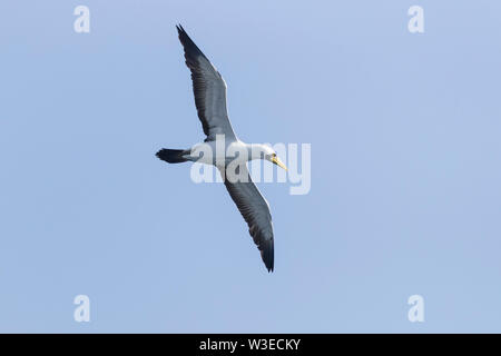 Masked Booby (Sula dactylatra melanops), Erwachsene im Flug von unten gesehen, Dhofar, Oman Stockfoto