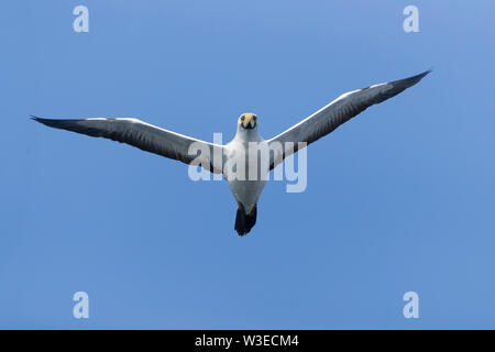 Masked Booby (Sula dactylatra melanops), Erwachsene im Flug von unten gesehen, Dhofar, Oman Stockfoto