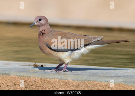 Laughing Dove (Streptopelia senegalensis cambayensis), Erwachsene stehen am Rand eines trinken Pool, Dhofar, Oman Stockfoto