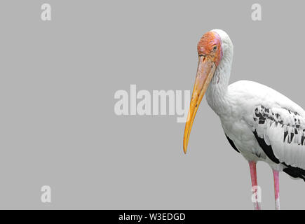 Closeup Sundamarabus isoliert auf hellgrauen Hintergrund, Freistellungspfad Stockfoto