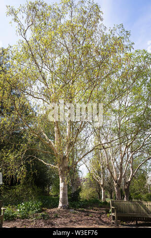 Betula utilis var. Jacquemontii Jermyns im späten Frühjahr in Großbritannien Stockfoto