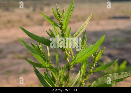 Wahrscheinlich grünes Blatt Stockfoto