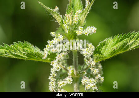 Brennnessel, Beeston Gemeinsame, Norfolk, Großbritannien, 8. Juli 2019 Stockfoto