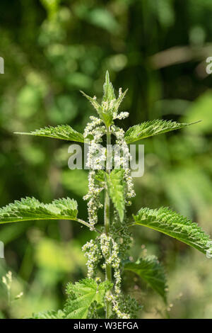 Brennnessel, Beeston Gemeinsame, Norfolk, Großbritannien, 8. Juli 2019 Stockfoto