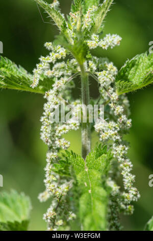 Brennnessel, Beeston Gemeinsame, Norfolk, Großbritannien, 8. Juli 2019 Stockfoto