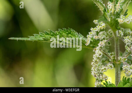 Brennnessel, Beeston Gemeinsame, Norfolk, Großbritannien, 8. Juli 2019 Stockfoto