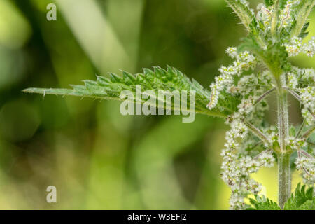 Brennnessel, Beeston Gemeinsame, Norfolk, Großbritannien, 8. Juli 2019 Stockfoto