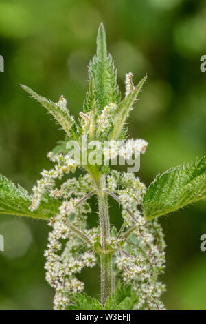 Brennnessel, Beeston Gemeinsame, Norfolk, Großbritannien, 8. Juli 2019 Stockfoto