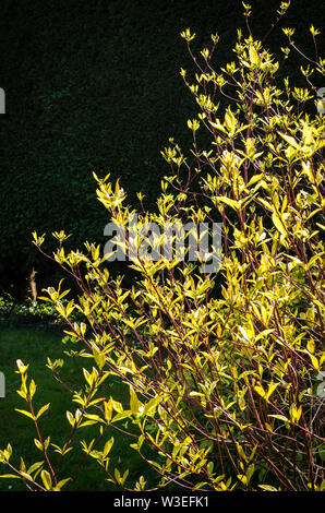 Cornus alba Aurea draußen wachsen, die den Vorteil einer dunklen Hedge Hintergrund Blatt Farbe zu zeigen Stockfoto