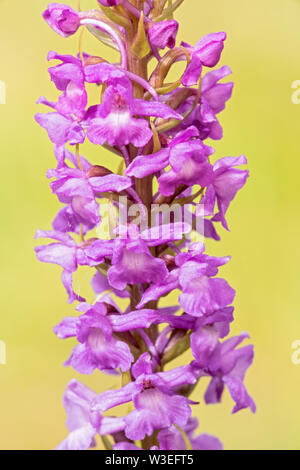 Duftende Orchidee, Beeston Gemeinsame, Norfolk, Großbritannien, 8. Juli 2019 Stockfoto