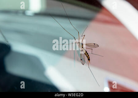 Nephrotoma flavescens auf einem Auto Fenster, Finnland Stockfoto