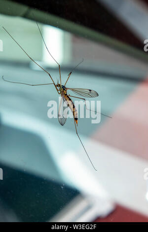 Nephrotoma flavescens auf einem Auto Fenster, Finnland Stockfoto