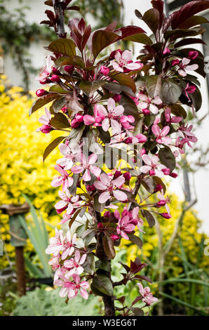 Blass rosa und rote Blumen auf junge ornamental Crab Apple tree mit dunklen Grün rot gefärbten Blätter (Malus toringo Aros) Stockfoto