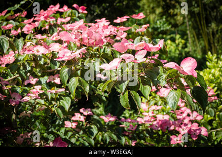 Verpassen Cornus kousa Satomi, pale pink Hüllblätter Zu gute Wirkung. Oft verwechselt mit blühenden Stockfoto