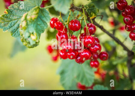 Rote Johannisbeeren schließen Reif - als Hintergrund. Die reifen Beeren Johannisbeere Ernte. Stockfoto