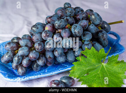 Bündel von Reifen blau-schwarz Tafeltrauben mit Blatt auf blauen Platte als süsse Frucht Dessert Stockfoto