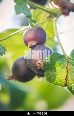 In der Nähe von Bush Zweig jostaberry-Hybrid zwischen schwarze Johannisbeere und Stachelbeere Stockfoto