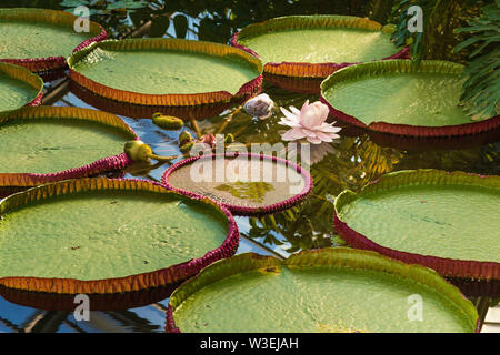 Santa Cruz Seerose, Kew Gardens, London, UK Stockfoto