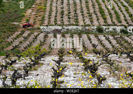 Weinberg in Zypern im Frühjahr Stockfoto