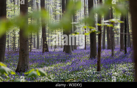 Teppich von Blue Bells im Wald Stockfoto