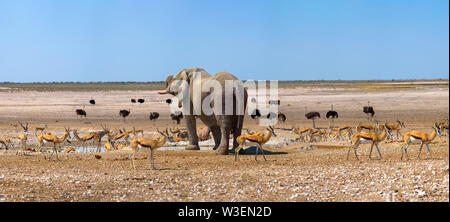 Elefant und viele Strauße und Gazellen an einem Wasserloch im Etosha, Namibia Stockfoto