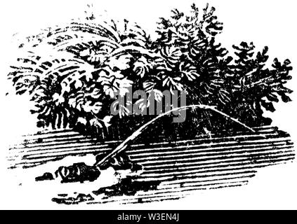 Pastorale Saitenhalter. Holz graviert Abbildung von 'Thomas Bewick' eine allgemeine Geschichte der Vierbeiner', von T.Bewick, Longman und C veröffentlichten Stockfoto