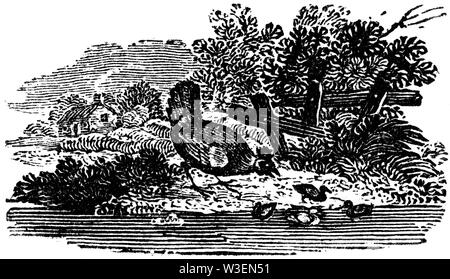 Pastorale Saitenhalter. Holz graviert Abbildung von 'Thomas Bewick' eine allgemeine Geschichte der Vierbeiner', von T.Bewick, Longman und C veröffentlichten Stockfoto