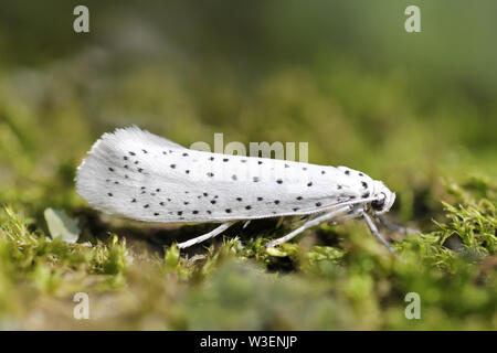 Vogel-Kirsche Hermelin Yponomeuta evonymella Stockfoto