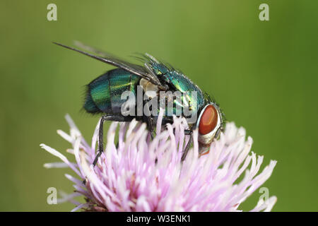 Grüne Flasche Fliege Lucilia sericata Stockfoto